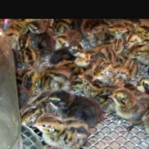 Bildircin balalari s atilir