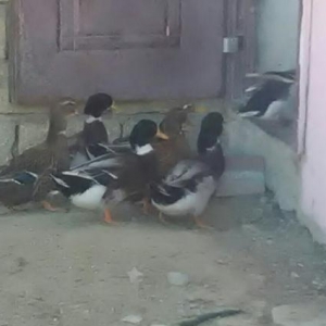 yaşllbaş erkek őrdekler deyişdirilir