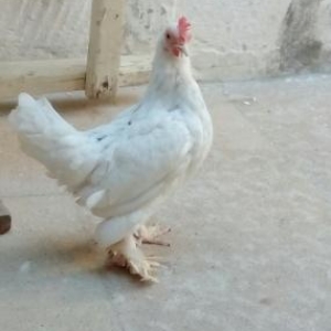 yaponka xoruz fere  ikiside leleylidi cavandilar t