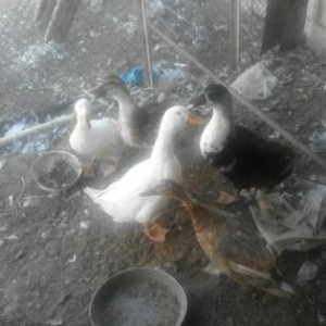 Ördəklər satılır 5 ördəkdi sağlam ördəklərdi