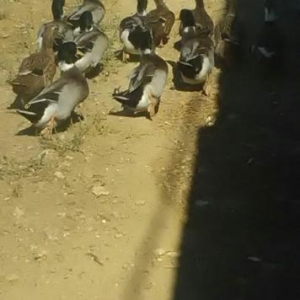 yaşllbaş erkek őrdekler deyişdirilir