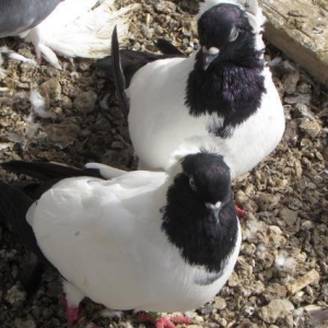 berqisky monax balada verirler