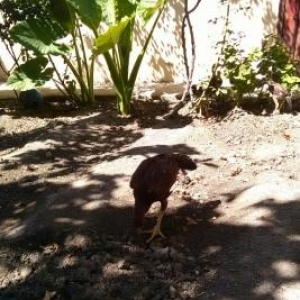 temiz cins hereti 5 ayli 3 ayliq