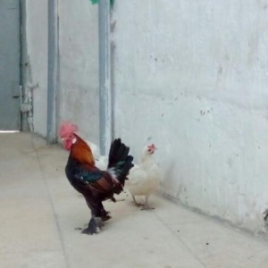 yaponka xoruz fere  ikiside leleylidi cavandilar temiz s