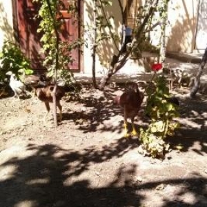 temiz cins hereti 5 ayli 3 ayliq