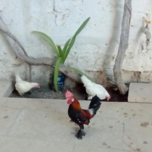 yaponka xoruz fere  ikiside leleylidi cavandilar temiz s