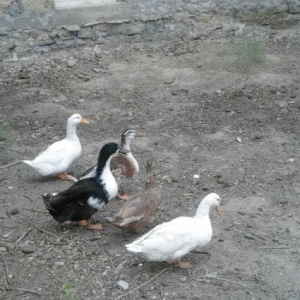 Ördəklər satılır 5 ördəkdi sağlam ördəkl