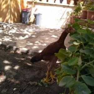 temiz cins hereti 5 ayli 3 ayliq