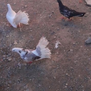 4 dene pavlin ikisi cutdu satiram