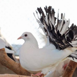 Pavlinlər satılır cütü