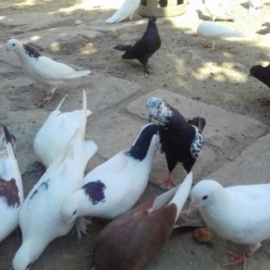 deqiq oxu Sekile bax zeng et vapda yaz