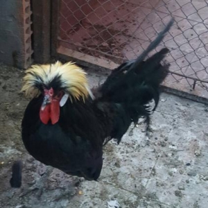 Rahibə toyuqları satılır