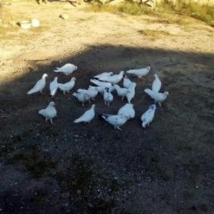 Ucuz goyercinler 22 eded