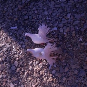 4 dene pavlin ikisi cutdu satiram