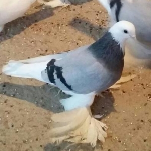 goy ag bas ag gened lelekli saglam bala veren guslardi cut satilir