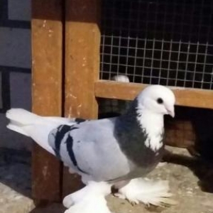 goy ag bas ag gened lelekli saglam bala veren guslardi cut satilir