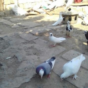 deqiq oxu Sekile bax zeng et vapda yaz