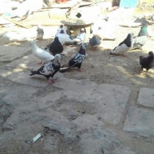 deqiq oxu Sekile bax zeng et vapda yaz