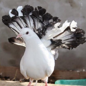 Pavlinlər satılır cütü