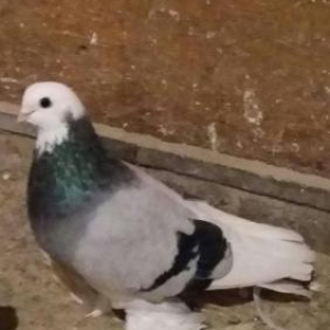 goy ag bas ag gened lelekli saglam bala veren guslardi cut satilir