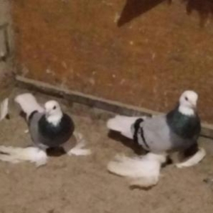 goy ag bas ag gened lelekli saglam bala veren gusl