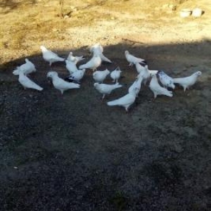 Ucuz goyercinler 22 eded