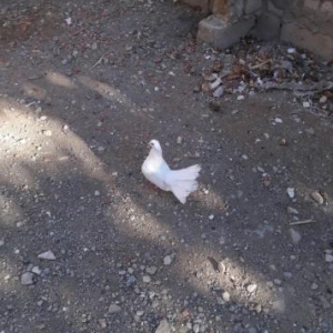 4 dene pavlin ikisi cutdu satiram