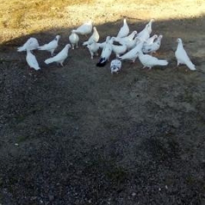 Ucuz goyercinler 22 eded