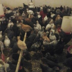 tam saqlam serevrisler