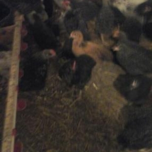 tam saqlam serevrisler