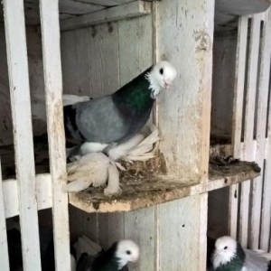 goy ag bas ag gened lelekli saglam bala veren guslardi cut satilir