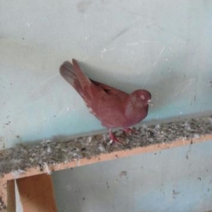 deqiq oxu Sekile bax zeng et vapda yaz