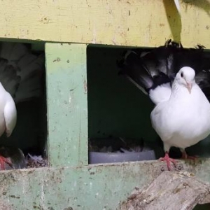 Pavlinlər satılır cütü