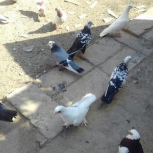 deqiq oxu Sekile bax zeng et vapda yaz