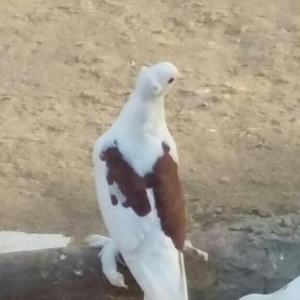 deqiq oxu Sekile bax zeng et vapda yaz