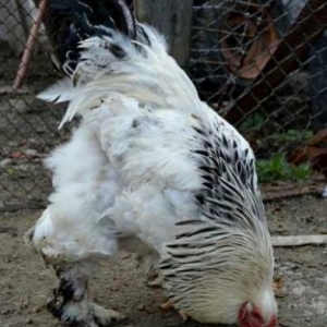 Brama xoruzu. Əsil yekəpər brama. Sağlam və c