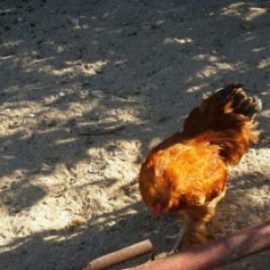 qirmizi sultan xoruzu