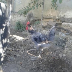 Blue austrolop xoruzu. 4.5 ayliqdi. Almaqda fikri 