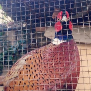 Tecili satilir. Qiymeti razilawmaq olar. Qirqovul 