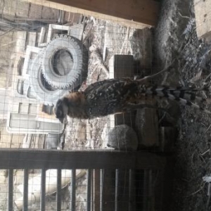 Karaleviski 5 ayliq feresin aliram kim satsa xeber