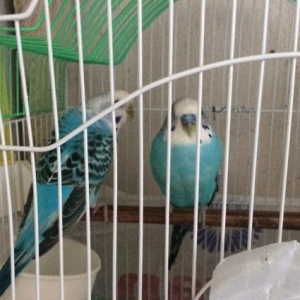 Papuqay bir cut saglam quslardi yaxsi bala veren q