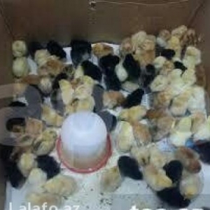 Cücə satılır. Müxtəlif rəngdə.