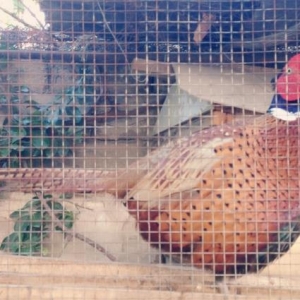 Tecili satilir. Qiymeti razilawmaq olar. Qirqovul xoruz. 1 yawi hele t