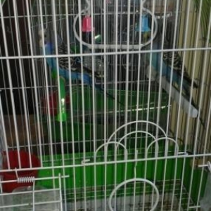 papuqay.   quw. 2 quw.diwi erkek.qabi.yuvasi. her 