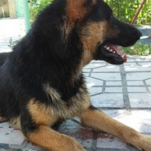 Xaski tecili satılır qiymetde razılawmaq olar,ev itidir