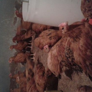 satiwda heyet tipli cuceler var