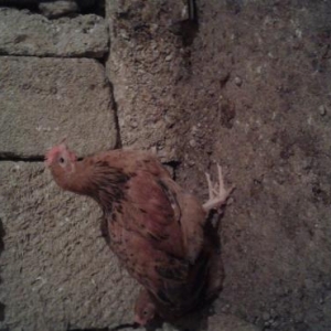 satiwda heyet tipli cuceler var