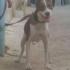 Pitbull terier saf qan