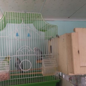 1 cüt papuqay yanında bidene balası qefesle birlikde