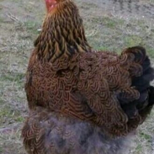 Gold brama fərələri satılıt. 5 aylıq bramalardı. Təmiz qan gold bramad